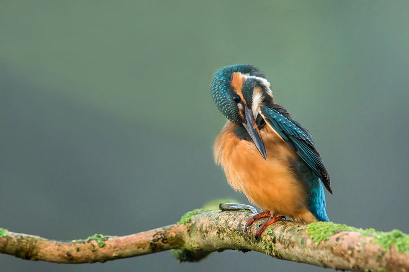 Kingfisher by Harry Punter