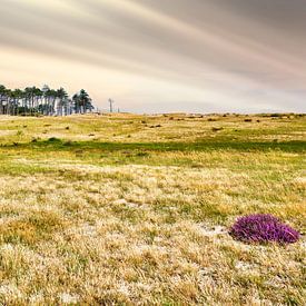 Schoorl dunes by eric van der eijk