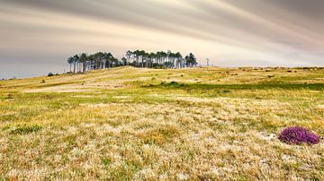 Schoorl dunes by eric van der eijk