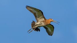 Uferschnepfenmännchen beim Balzen am blauen Himmel von Hans Hut