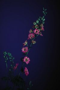 Flowers van Carla Van Iersel