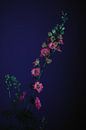 Flowers van Carla Van Iersel thumbnail