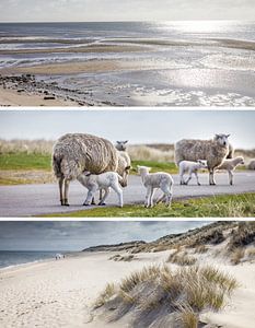 Träume vom Meer: Schafe und Watt auf Sylt von Christian Müringer