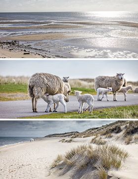 Rêves de mer : moutons et watts sur l'île de Sylt sur Christian Müringer