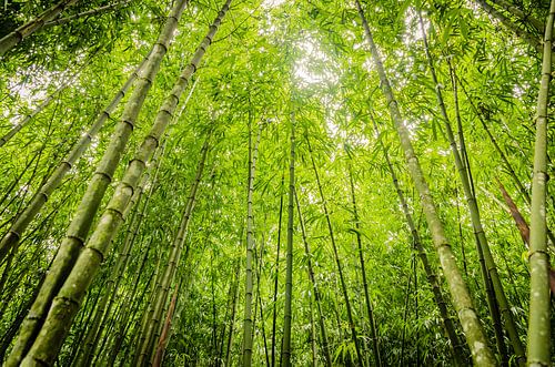 Vierkante bamboe in Taiwan