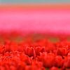 Une photo atmosphérique des champs de bulbes de tulipes dans le polder. sur Louis en Astrid Drent Fotografie
