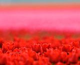 Une photo atmosphérique des champs de bulbes de tulipes dans le polder. par Louis en Astrid Drent Fotografie Aperçu