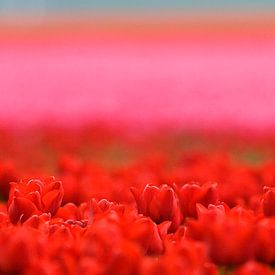 Une photo atmosphérique des champs de bulbes de tulipes dans le polder. sur Louis en Astrid Drent Fotografie