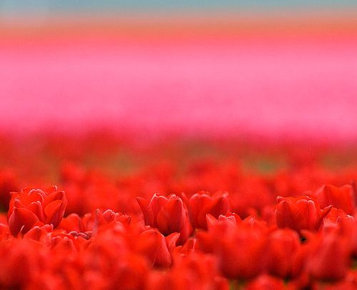 Une photo atmosphérique des champs de bulbes de tulipes dans le polder.