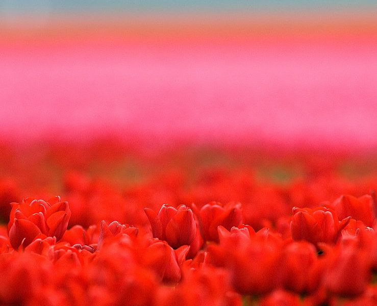 Une photo atmosphérique des champs de bulbes de tulipes dans le polder. par Louis en Astrid Drent Fotografie