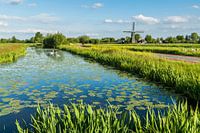 Polderlandschap "Wetering met Zwanen en Molen"