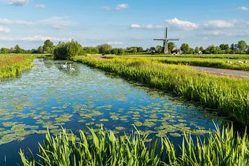 Polder landscape with swans and windmill by Coen Weesjes