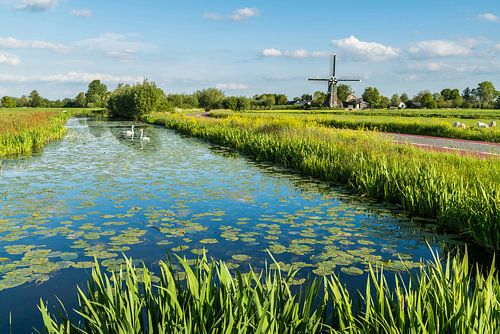 Polderlandschap "Wetering met Zwanen en Molen" van Coen Weesjes