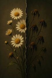 From Life to Decay: The Daisies' Phase by But First Framing