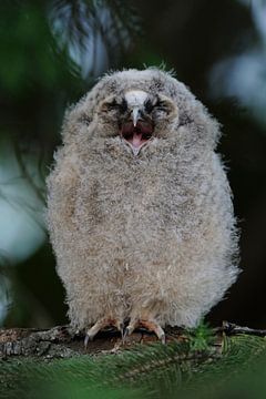 Long-eared Owl ( Asio otus ), chick perched in a conifer, regurgitating food residues, looks funny,  by wunderbare Erde