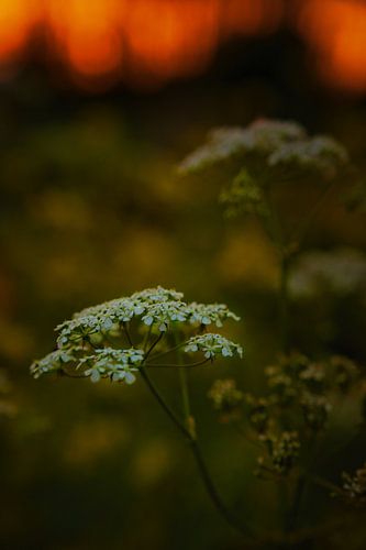 Fluitenkruid (staand)