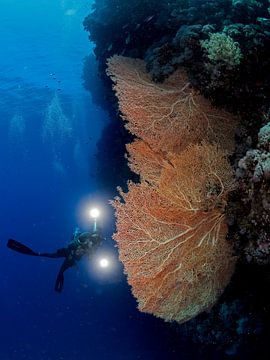 Gorgonienkoralle und ein Unterwasserfotograf von Ilan Ben Tov