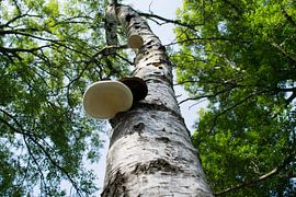 bouleau avec champignons sur Janny Schilderink......Atelier "de Tuute "