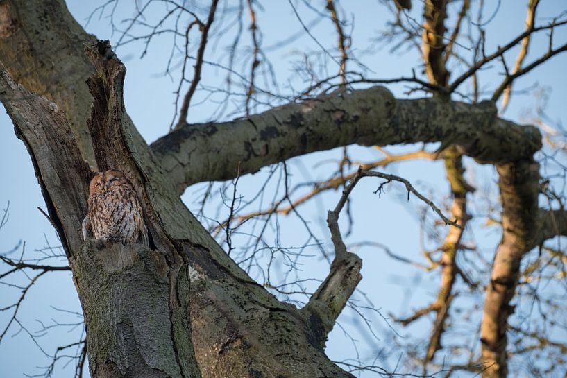 Rusty tawny owl by Moetwil en van Dijk - Fotografie