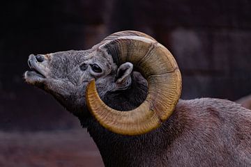 bighorn sheep by bryan van willigen