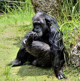Chimpansee in Miami Zoo