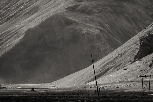 Bring the sheep back home!