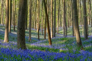 Frühling im Hallerbos Belgien