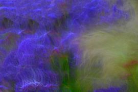 FLOWER MEADOW 9 by Miroslav Ptacek