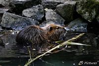 Wasserrratte
