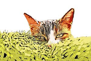 Katzengras