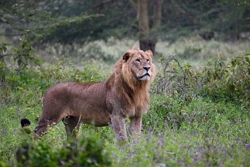 Mannelijk leeuw in Lake Nakuru, Kenia van Vincent Dekker