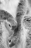 Paws