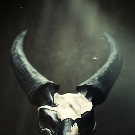 Buffalo head skeleton by Marian Korte