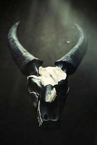 Buffalo head skeleton sur Marian Korte