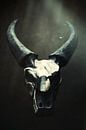 Buffel schedel van Marian Korte thumbnail