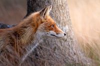 Fox at sunset