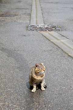 Kat in de straat. van Susan Dekker