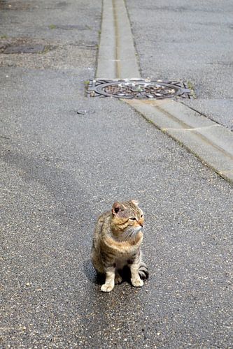 Kat in de straat.