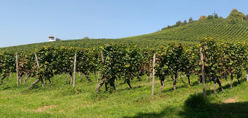 Bodensee druivenranken. van Richard Wareham
