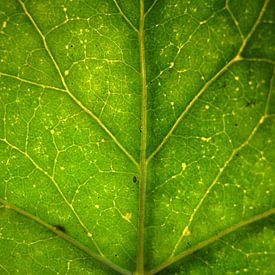 Surreal macroshot green leaf sur Vectorific Design