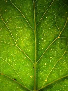 Surreal macroshot green leaf