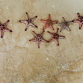 Tropische zeesterren in het zand. van Ron van der Stappen