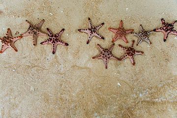 Tropische zeesterren in het zand. van Ron van der Stappen