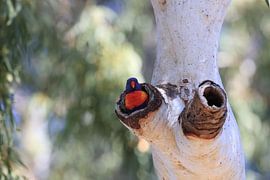 Rainbow Lorikeet, Queensland, Australia