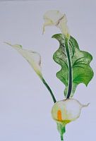 Calla