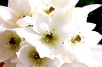 flor