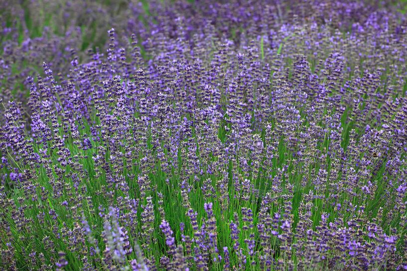 Lavendel von Thomas Jäger