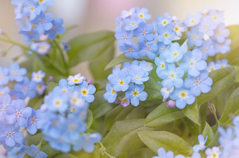 Forget-me-not by Bo Valentino