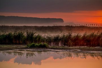 Nieuwe Dordtse Biesbosch van Photobywim Willem Woudenberg