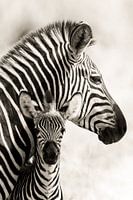 Zebra dam with foal
